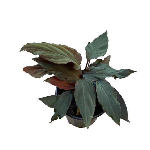 Homalomena humilis en pot